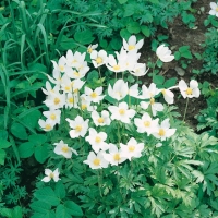 Anemone sylvestris