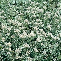 Antennaria dioica var. borealis