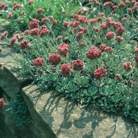 Antennaria dioica