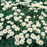 Anthemis carpatica 'Karpatenschnee'