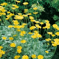 Anthemis marschalliana