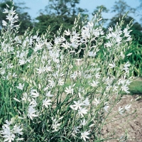 Anthericum ramosum