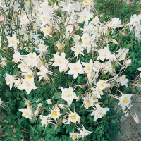 Aquilegia chrysantha