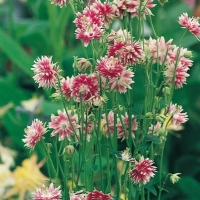 Aquilegia vulgaris 'Nora Barlow'