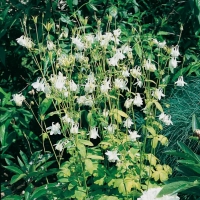 Aquilegia vulgaris Vervaeneana 'Golden Woodside'