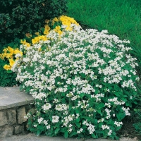 Arabis caucasica 'Schneehaube' ('Bonnet De Neige')