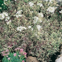 Arabis ferdinandi-coburgii 'Variegata'