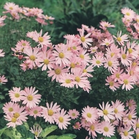 Arctanthemum arcticum