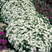 Arenaria montana