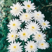 Argyranthemum frutescens