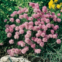 Armeria juniperifolia