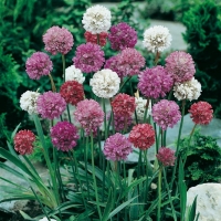 Armeria pseudarmeria