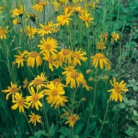 Arnica montana