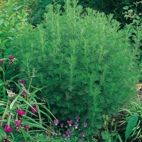 Artemisia abrotanum