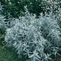 Artemisia ludoviciana