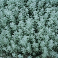 Artemisia pontica