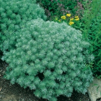 Artemisia schmidtiana 'Nana'