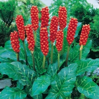 Arum italicum