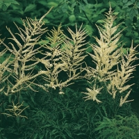 Aruncus dioicus 'Kneiffii'