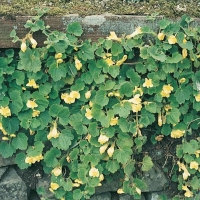 Asarina procumbens