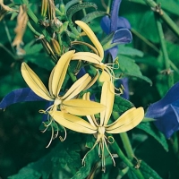 Asphodeline liburnica