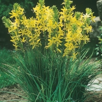 Asphodeline lutea (Asfodelo giallo)