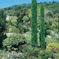 Cupressus SEMPERVIRENS STRICTA (Cipresso nero d'innesto)