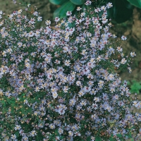 Aster cordifolius 'Ideal'