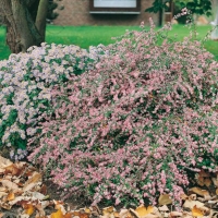 Aster lateriflorus 'Horizontalis'