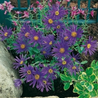 Aster amellus