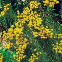 Aster linosyris