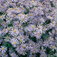 Aster pyrenaeus 'Lutetia'