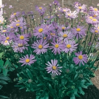 Aster tongolensis