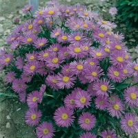 Aster x alpellus 'Triumph'