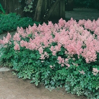 Astilbe 'Anita Pfeifer'