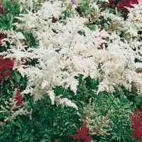 Astilbe 'Bergkristall'