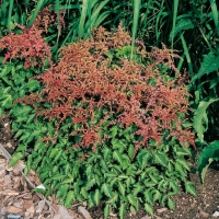 Astilbe 'Bronce Elegans'