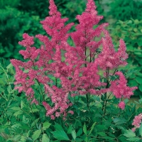 Astilbe 'Cattleya'