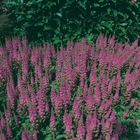 Astilbe chinensis 'Pumila'