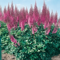 Astilbe chinensis 'Purpurlanze'