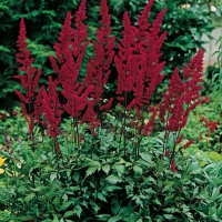 Astilbe 'Fanal'