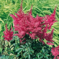 Astilbe 'Granat'