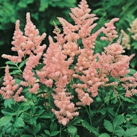 Astilbe 'Peach Blossom'