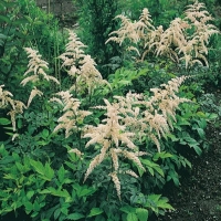 Astilbe 'Prof. van der Wielen'