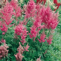 Astilbe 'Rheinland'