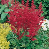 Astilbe 'Spinell'