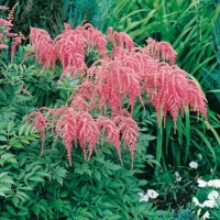 Astilbe 'Straussenfeder' ('Ostrich Plume')