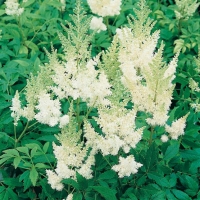 Astilbe 'Weisse Gloria'