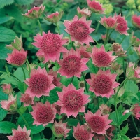 Astrantia maxima