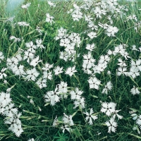 Dianthus arenarius